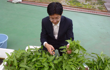 石坂わたるの活動区内ＮＰＯが行っていた中野区役所屋上での菜っ葉の水耕栽培にて収穫の体験の様子です。